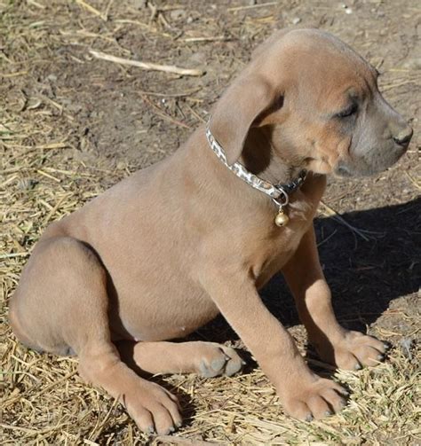 puppies for sale longmont co|dog rescue longmont colorado.